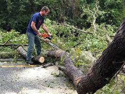 Best Tree and Shrub Care  in Gardendale, TX