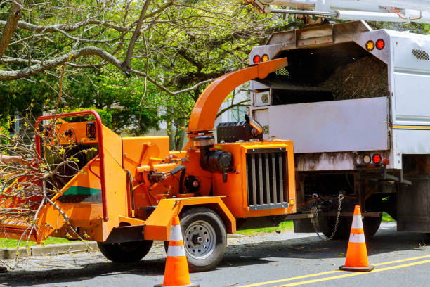 Why Choose Our Tree Removal Services in Gardendale, TX?