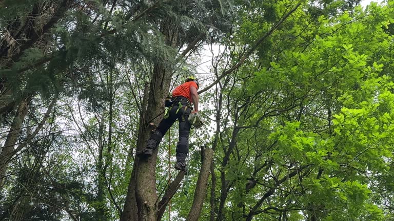 Best Tree Preservation Services  in Gardendale, TX