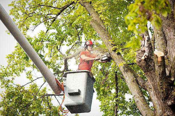 Best Commercial Tree Services  in Gardendale, TX