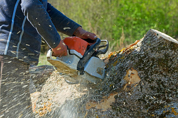 Best Tree Disease Treatment  in Gardendale, TX